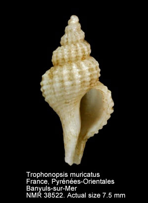 Trophonopsis muricatus.jpg - Trophonopsis muricata(Montagu,1803)